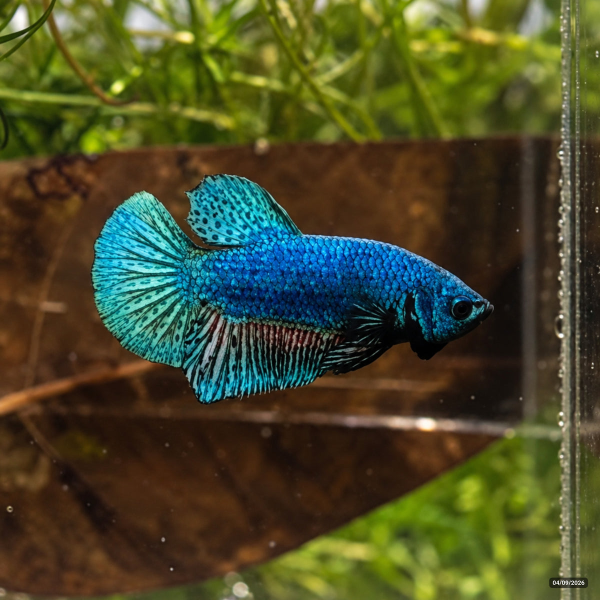Metallic Blue Plakat (PK) — Macho