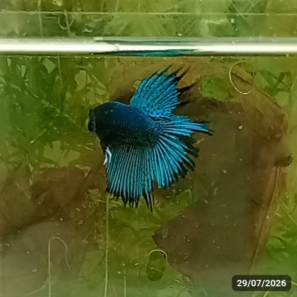 Turquoise CombTail — Macho