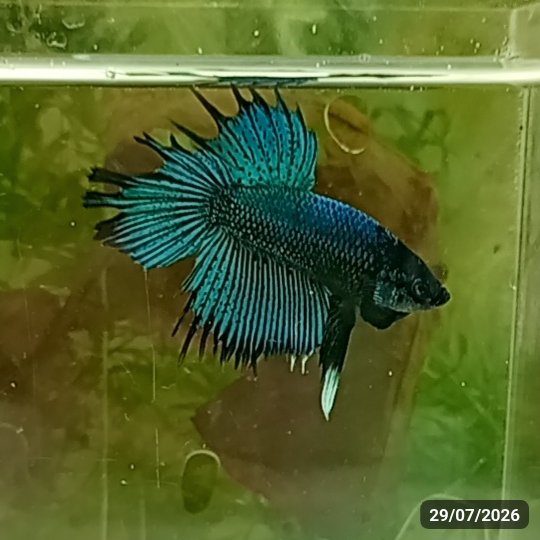 Turquoise CombTail — Macho