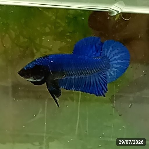 Royal Blue Plakat (PK) — Macho