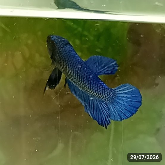 Royal Blue Plakat (PK) — Macho