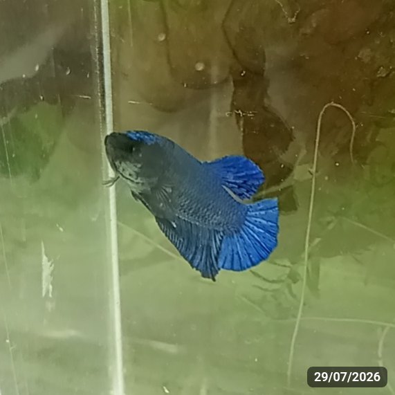 Royal Blue Plakat (PK) — Macho
