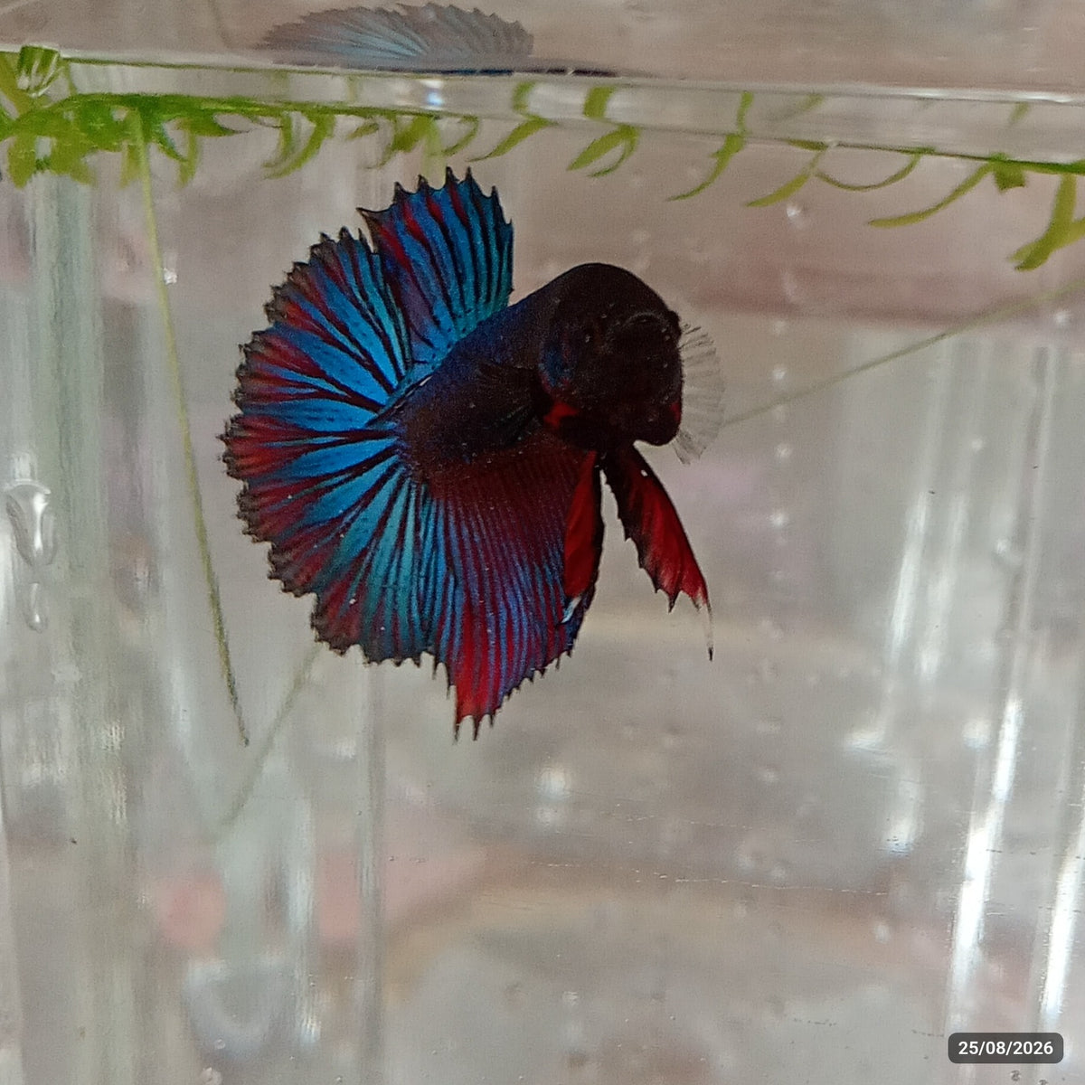 MultiColor CombTail — Macho