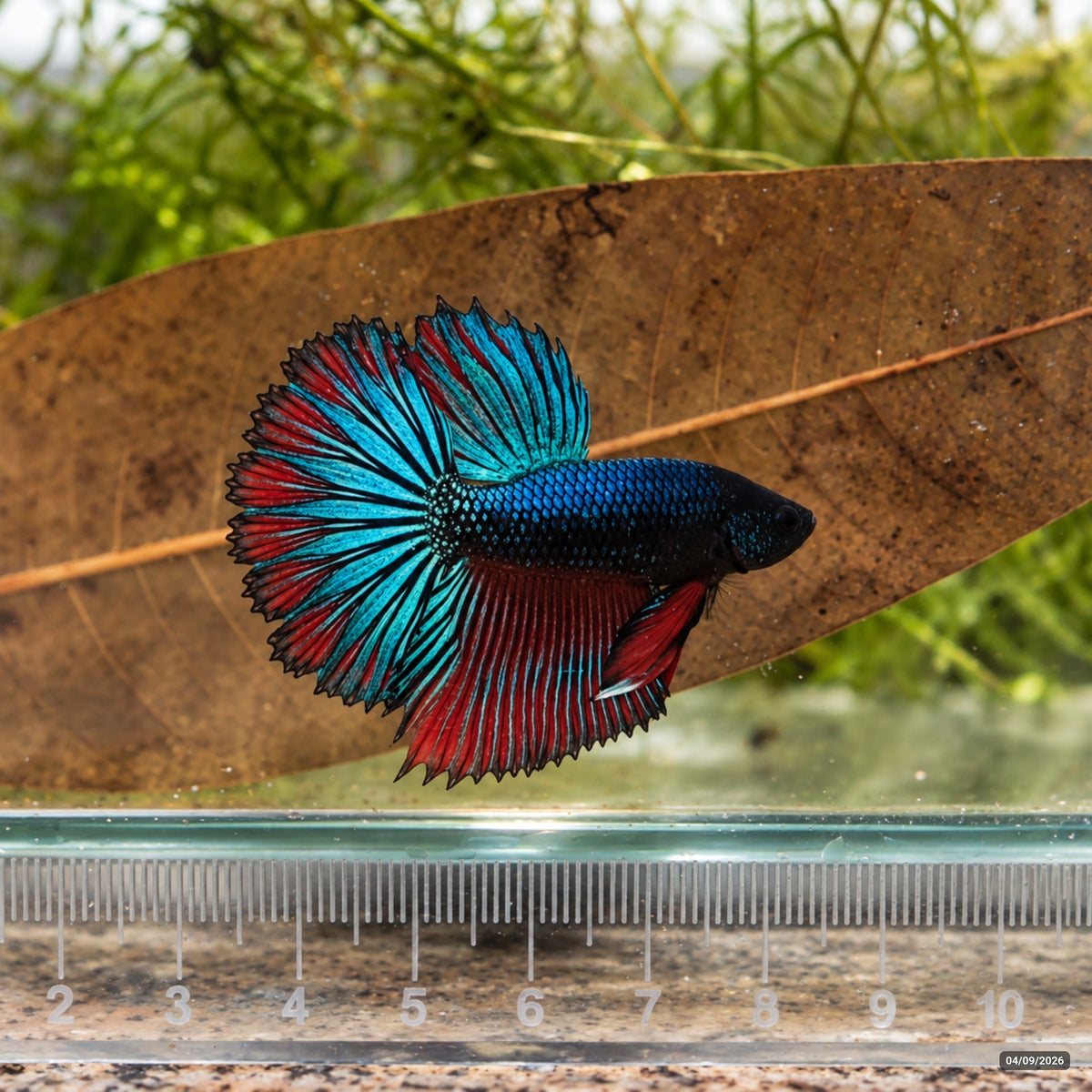 MultiColor CombTail — Macho