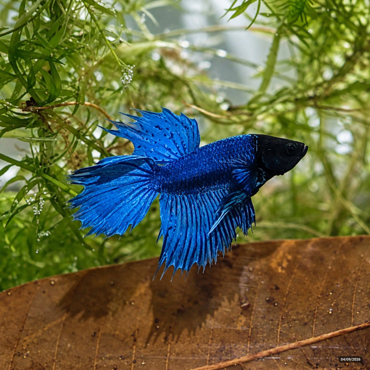 Black Head Royal Blue CombTail — Macho