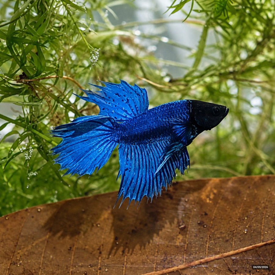 Black Head Royal Blue CombTail — Macho