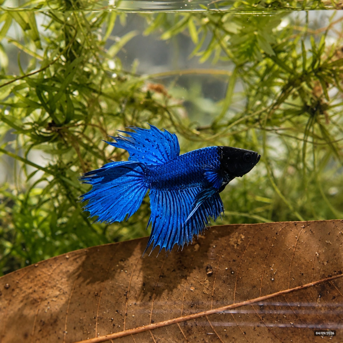 Black Head Royal Blue CombTail — Macho