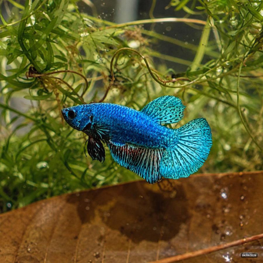 Metallic Blue Plakat (PK) — Macho