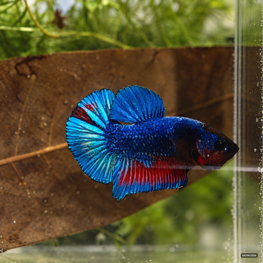 Multicolor Plakat (PK) — Macho