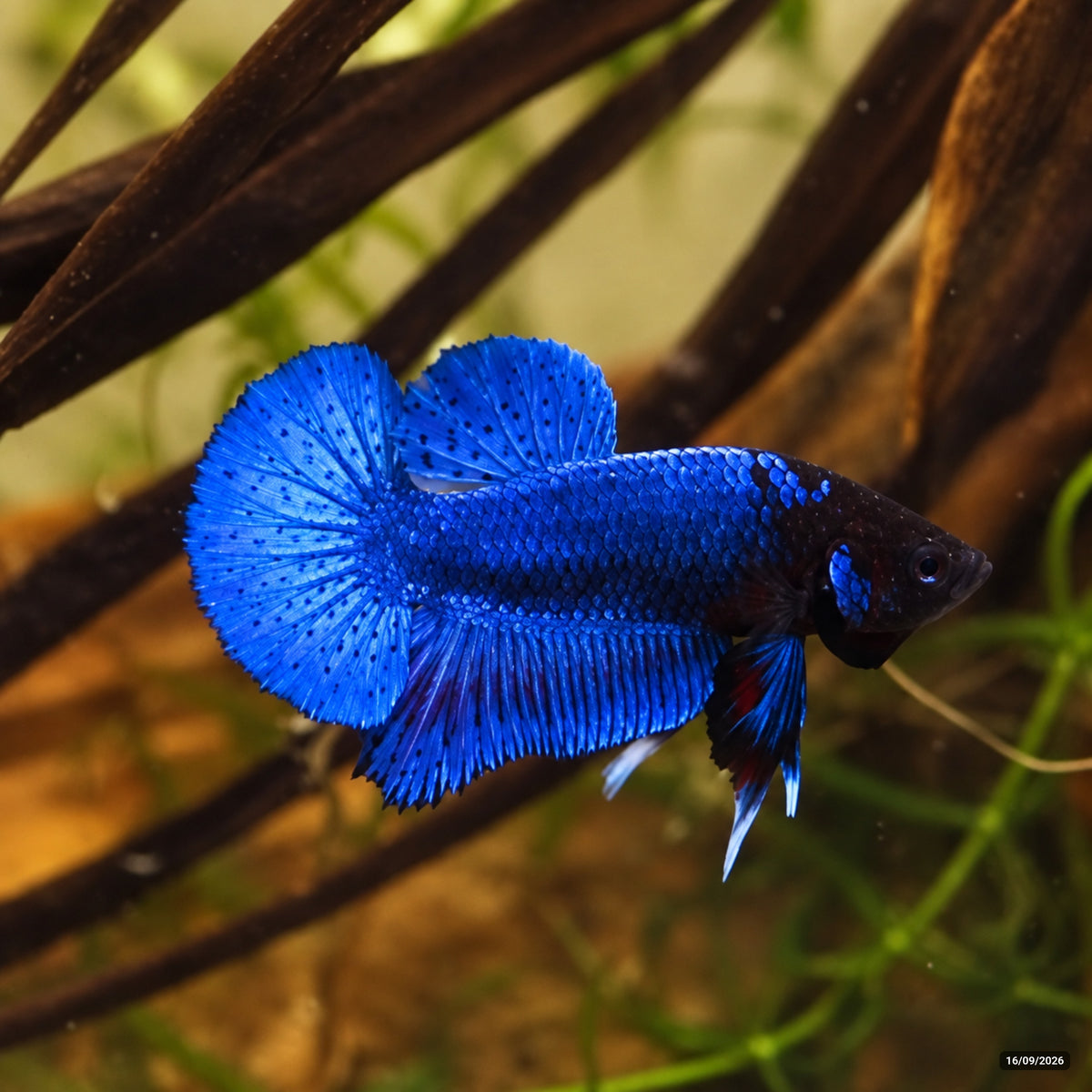 Black Head Royal Blue Plakat (PK) — Macho