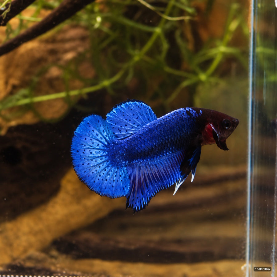 Black Head Royal Blue Plakat (PK) — Macho