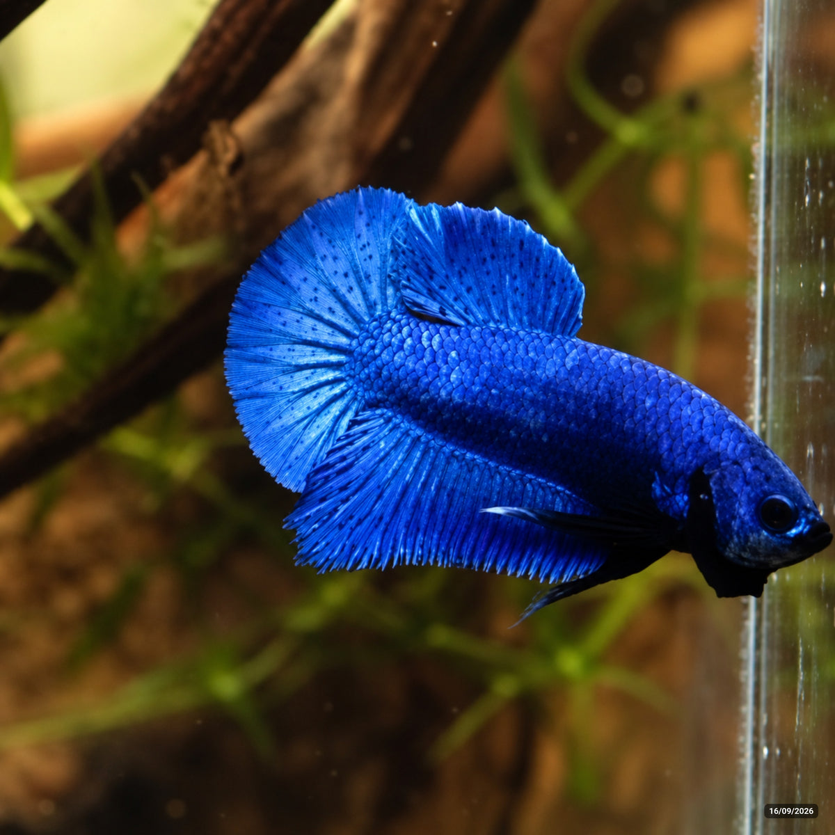 Royal Blue Plakat (PK) — Macho