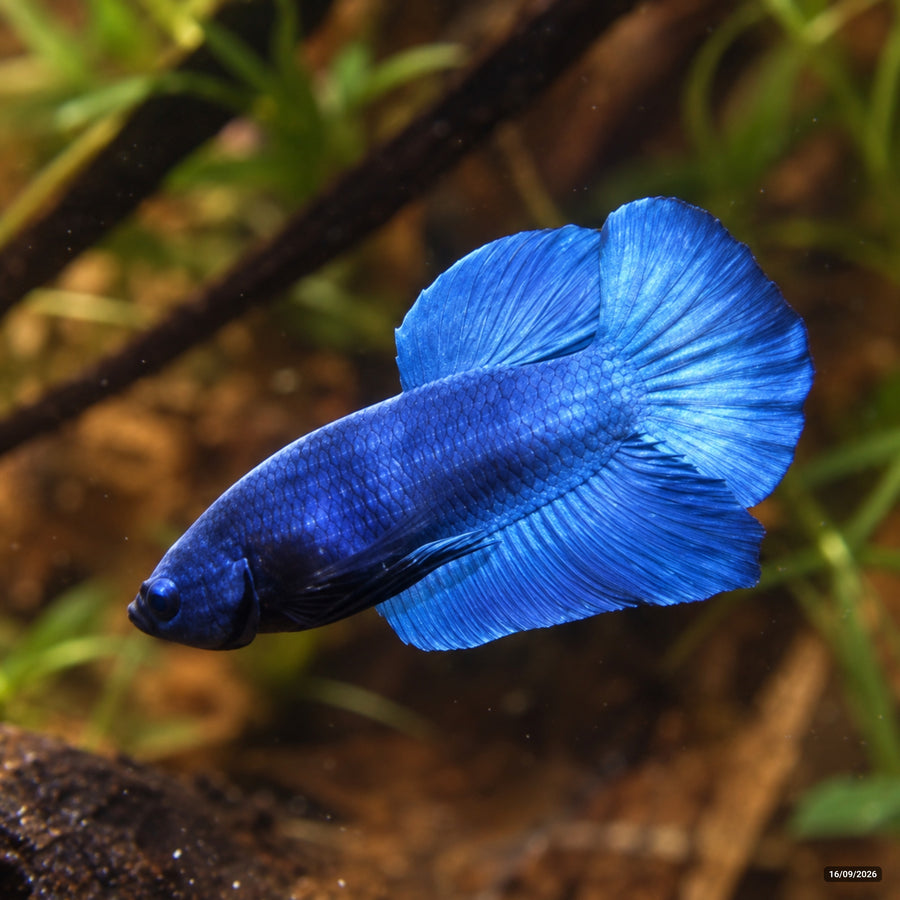 Royal Blue Plakat (PK) — Macho