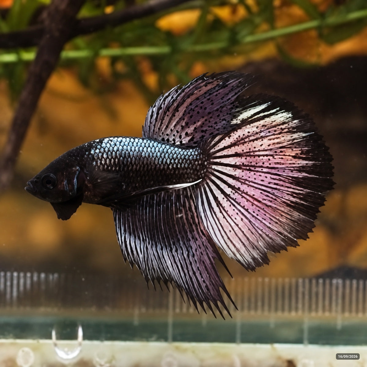 Black Copper Combtail — Macho