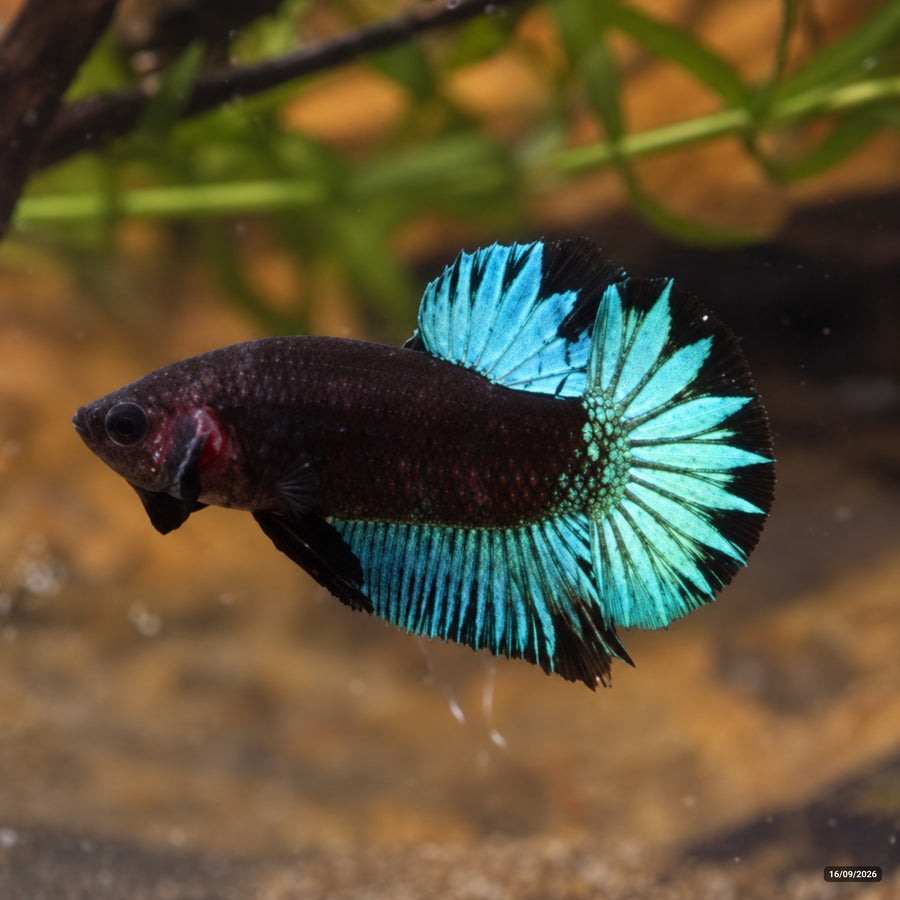 Betta Black Series Turquoise — Macho