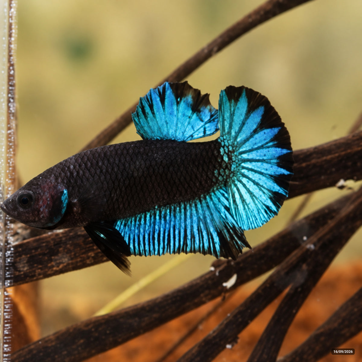 Betta Black Series Turquoise — Macho