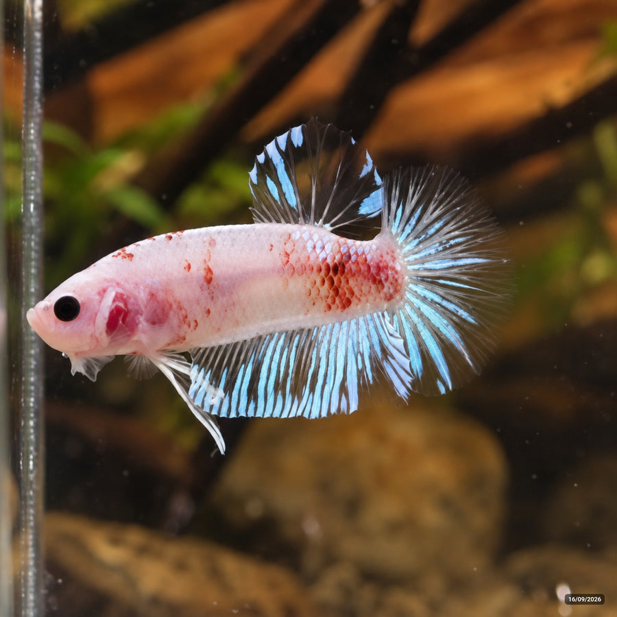 Betta Cellophane Plakat — Macho
