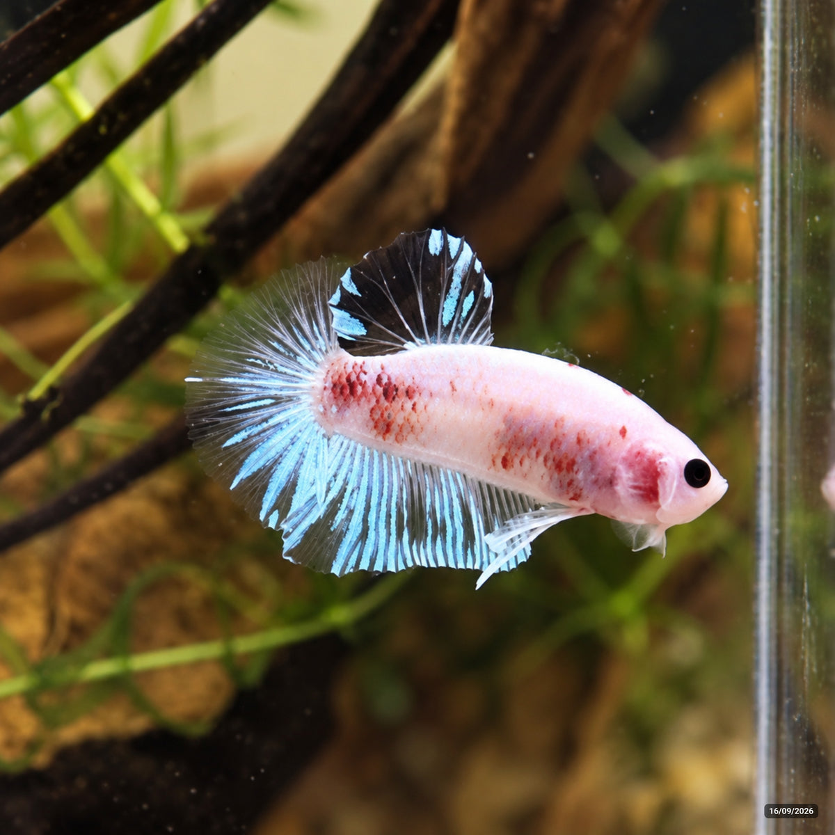 Betta Cellophane Plakat — Macho