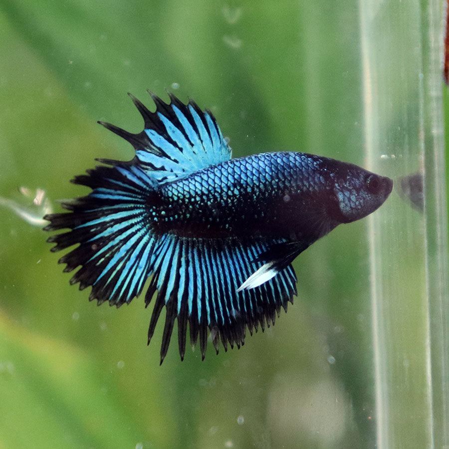 Betta Avatar x Blach Orchid CTLT - Macho