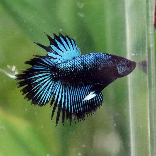 Betta Avatar x Blach Orchid CTLT - Macho