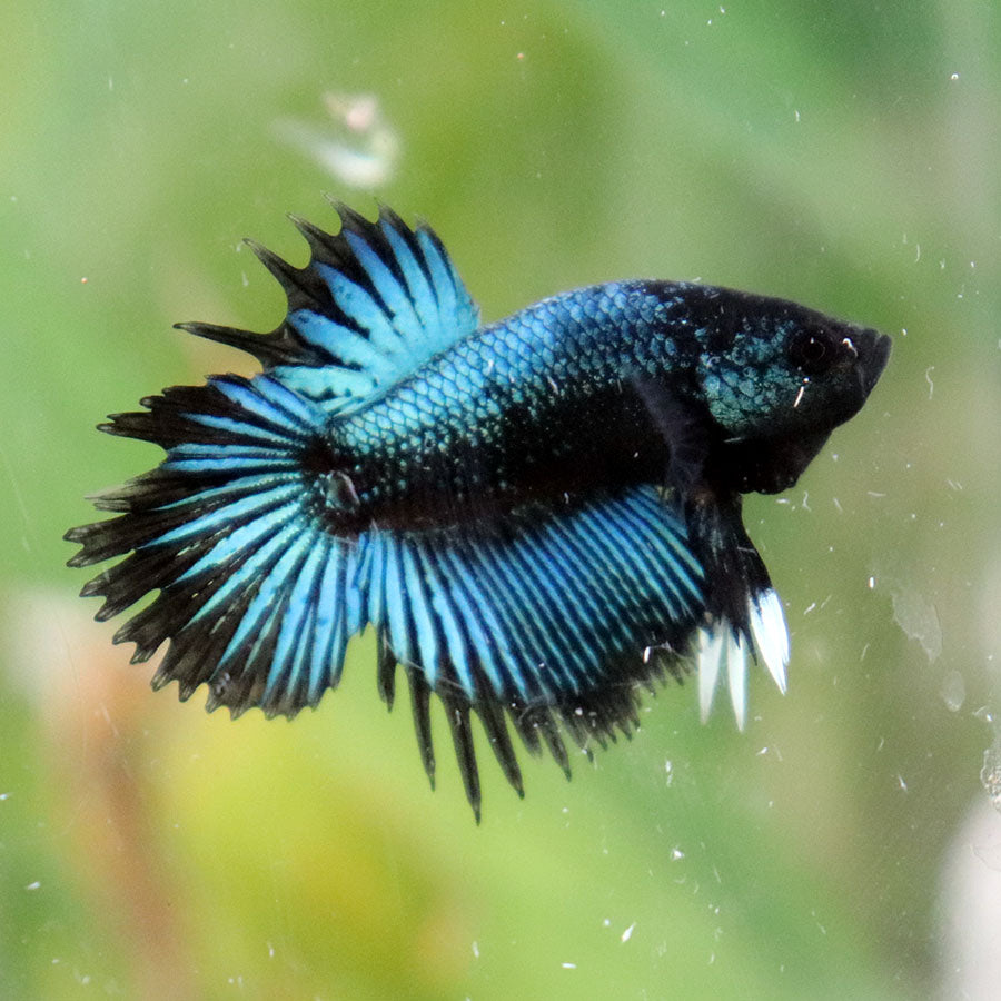 Betta Avatar x Blach Orchid CTLT - Macho