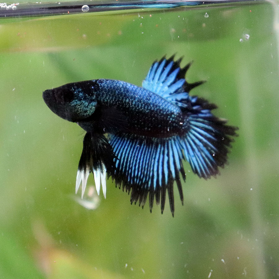 Betta Avatar x Blach Orchid CTLT - Macho