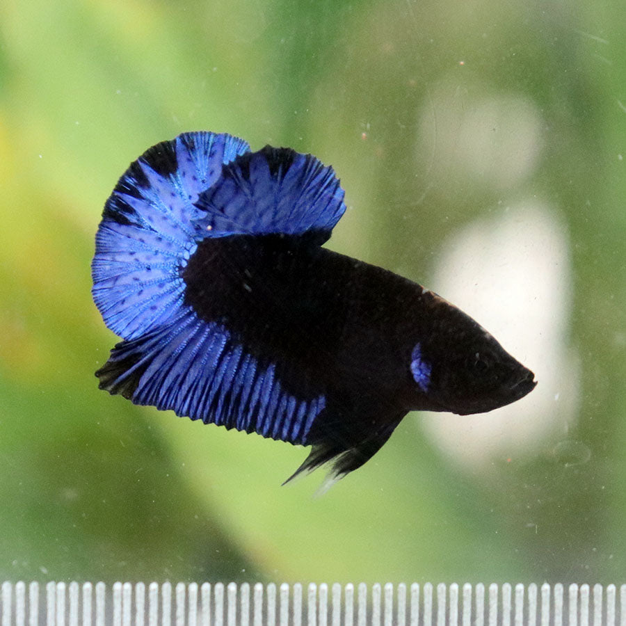 Betta Black Series Blacklight - Macho
