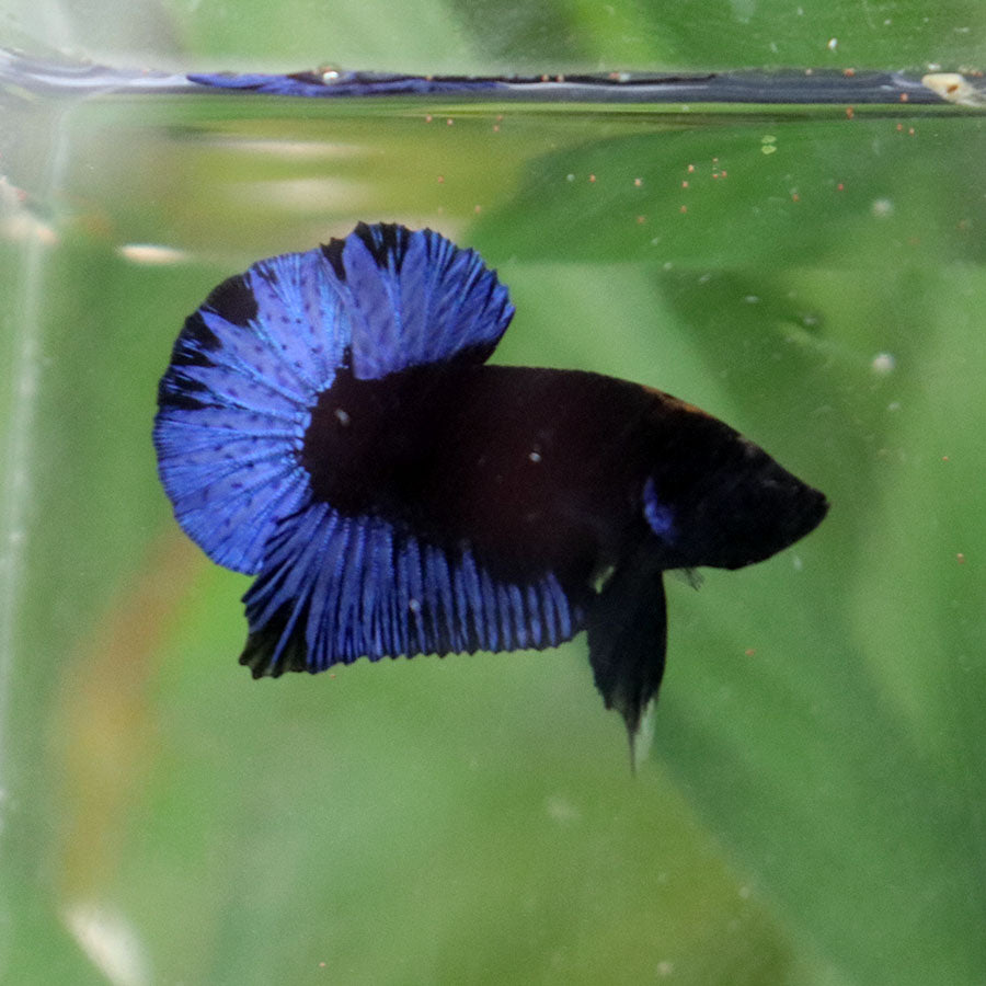 Betta Black Series Blacklight - Macho