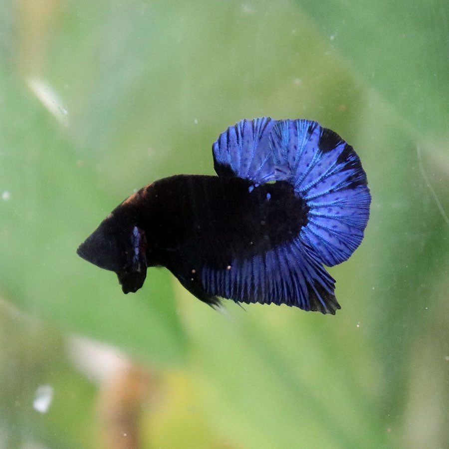 Betta Black Series Blacklight - Macho