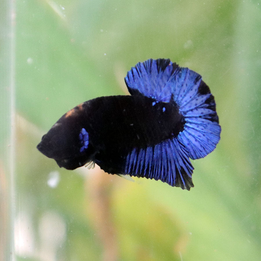 Betta Black Series Blacklight - Macho