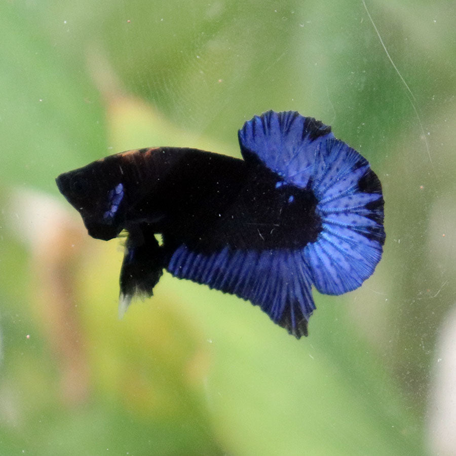Betta Black Series Blacklight - Macho