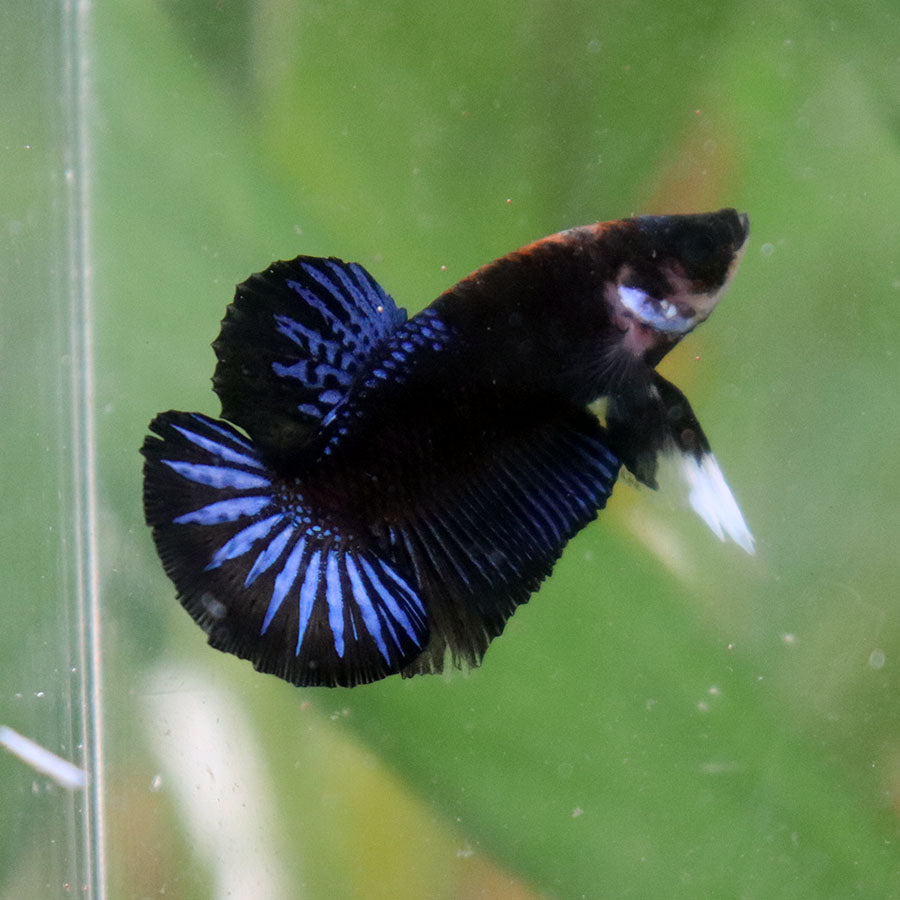 Betta Black Series Startail