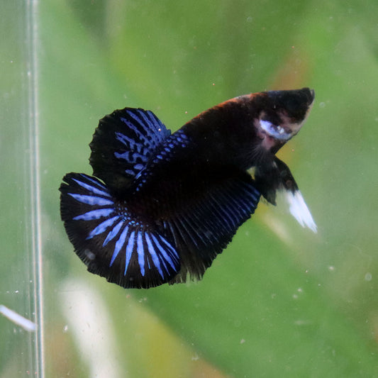 Betta Black Series Startail