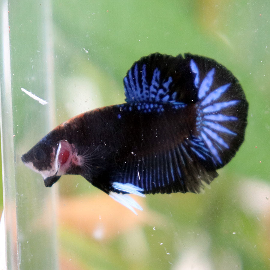 Betta Black Series Startail