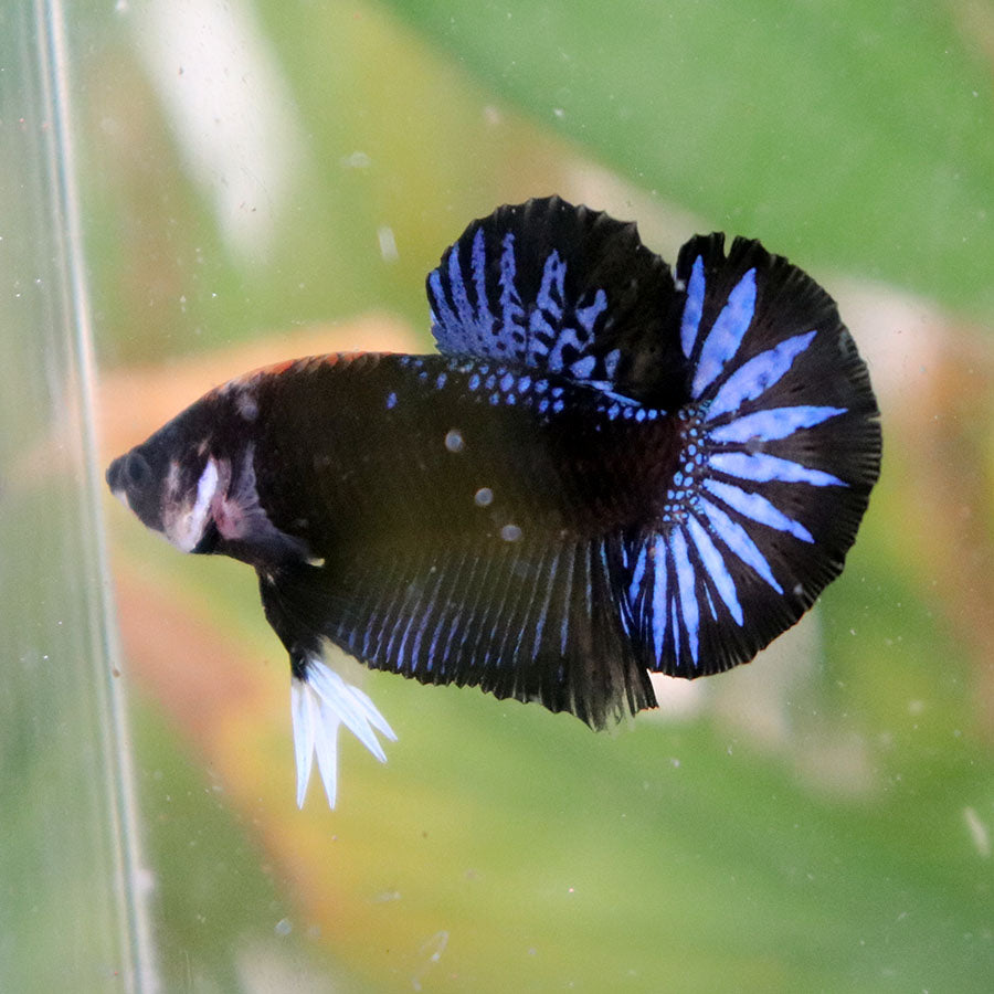 Betta Black Series Startail