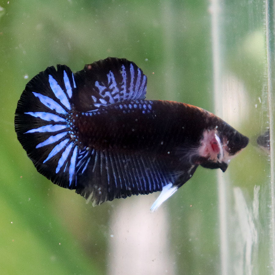 Betta Black Series Startail