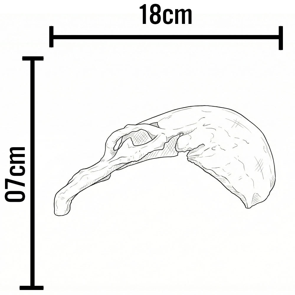 Toca em Formato de Crânio Humano em Perfil
